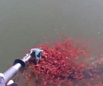 感人！母蛇头鱼被钓起 上千条红色小鱼相救
