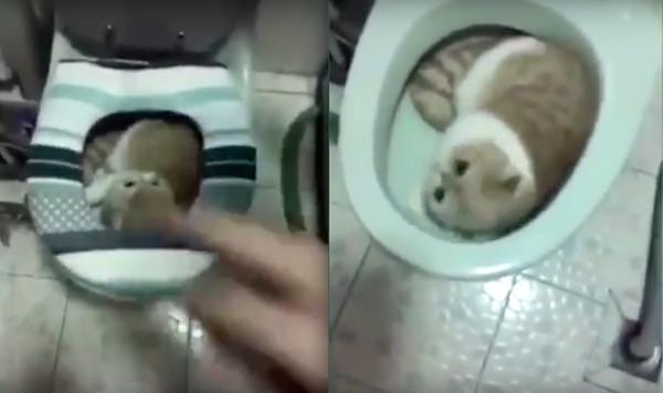 èͰ˯